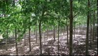 Floresta plantada