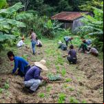 Produtores rurais do MST em mutirão de plantio agroecológico 