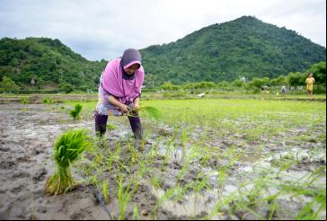 mulher em plantação de arroz 
