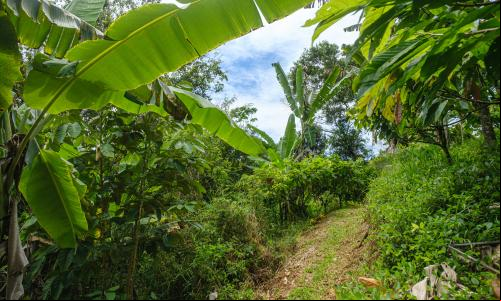 Floresta no bioma Mata Atlântica no Sul da Bahia com palmeiras, arbustos e outras árvores.